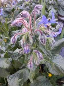 Borretschpflanze mit blauen Blüten an einer Laterne